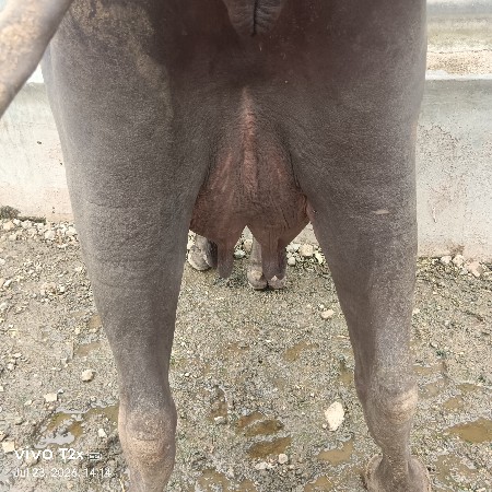 બીજું વેતર