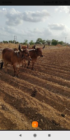 બરધવેચવાછે