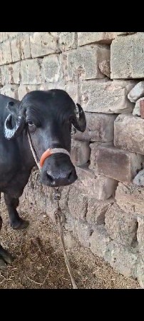 ખળાય વેચવાનીસે