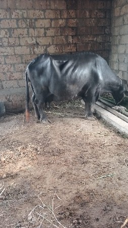 આઠ મહિનાની ઘાભડી છે