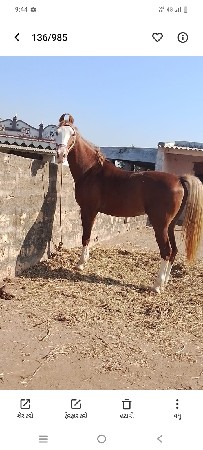 વચ્ચેરો વેચવાનો છે