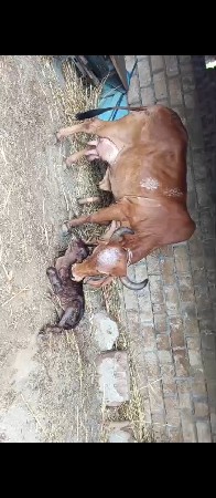 original gir cow