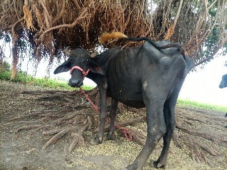 પેલા વેતરી ખઙેલી વેચવાની છે