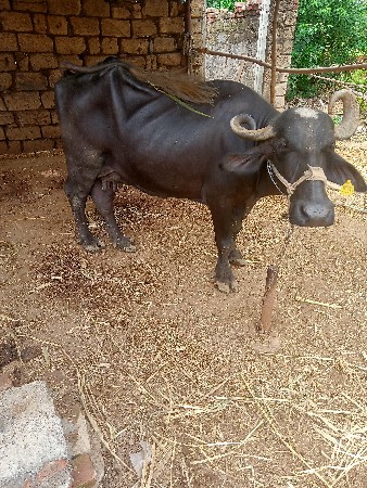 ભેંસ વેચવાની છે