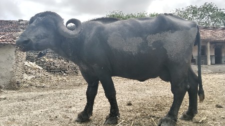 ભેંસ વેચવાની છે