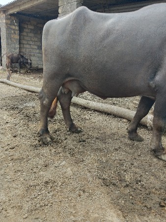 ભેંસ વેચવાની છે મો 9537003653