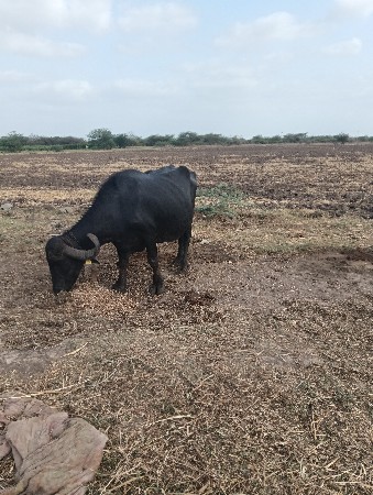 ભેંસ વેચવાની છે