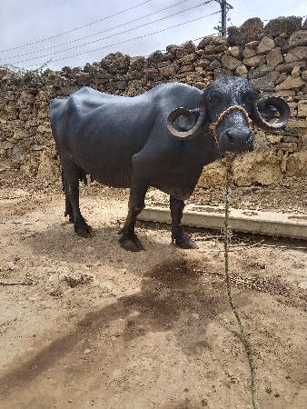 ભેસ