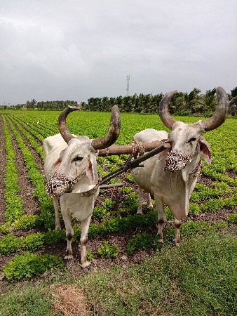 બળદ