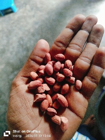 બી વેસવાનુ છે