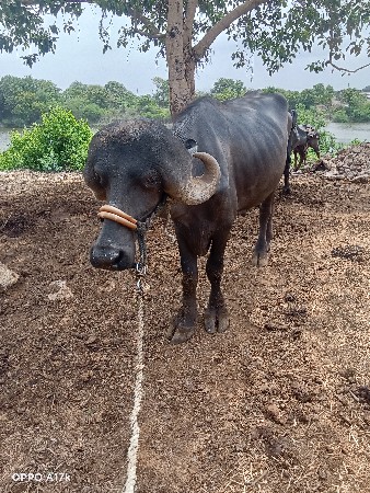 આપાડો વેચવાનોછે