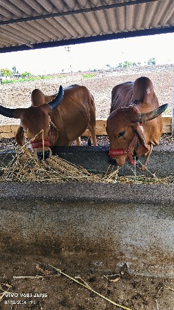 ગાય વેછવાની શે