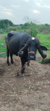 ભેસ વેસવાનીછે