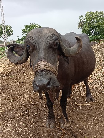 ભેંસ વેચવા ની છે.