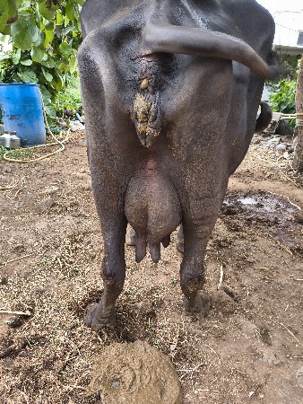 જાફરી બીજુ વેતર