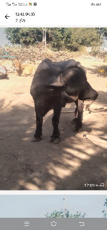 પાડો વેચવાનો છે