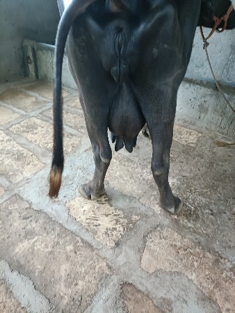 ભેંસ વેચવાની છે