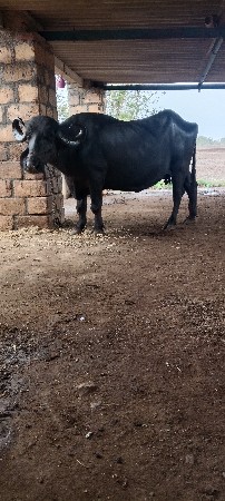 ભેસ