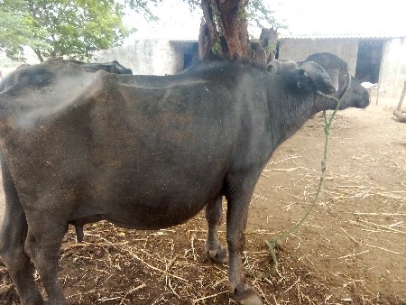ભેંસ. વેચવાનિ.    છે