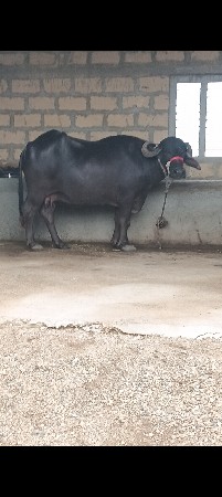 ભેંસ