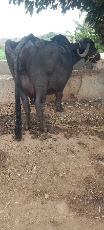 ભેશ વેસવાની છે