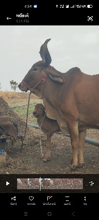 ગાય વેચવાની છે
