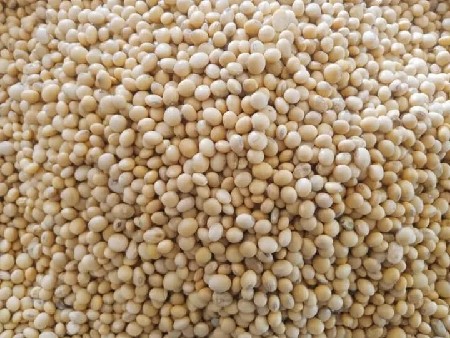 soyabin gujarat soyabin 4