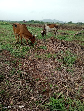 ગોઢલા