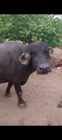 ઓરિજન જાફરાબાદી ટોપલી