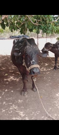 ભેસવેચવાનિછે સાજસવાછે