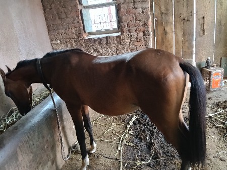 વશેરી