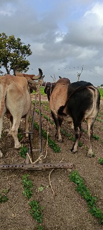 બળદ વેચવાના સે...3સે