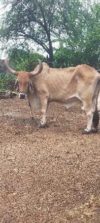 બળદ વેચવા નો છે