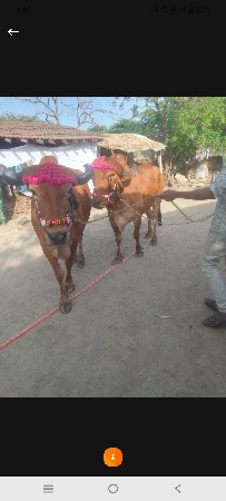 બળદ વેચવાના છે સાટા પણ ચાલે