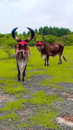 થી ધર્મ જામવા બરસ છે ફુલ જવાબદારી
