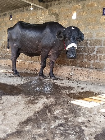 ભેંસ વેચવાની છે