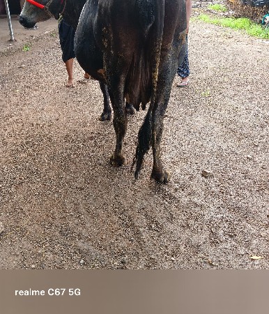 આ ગાય વેચવાની છે