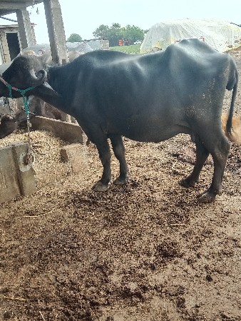 વેસવાનીસેબીજુવેતરસે