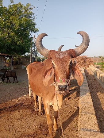 બળદ વેચવાની છે
