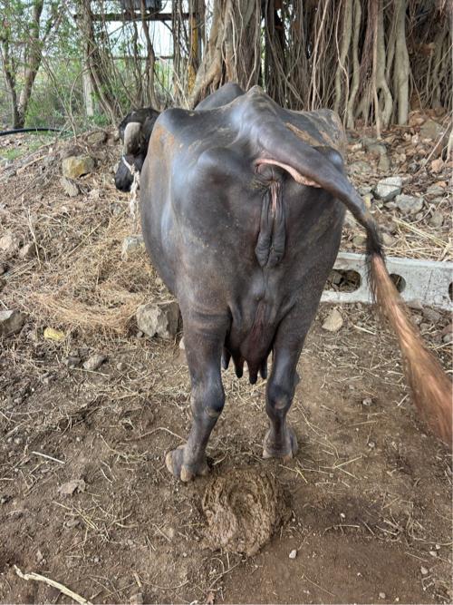 ભેંસ 🐃 વેસવા ની સે સોથું વેતર 10 દિવસ ની કાસી