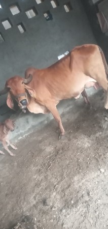 ગાઈ