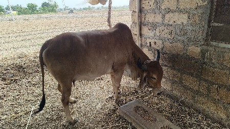 ત્રીજું વેતર વ્યાસે સાવ સોજી