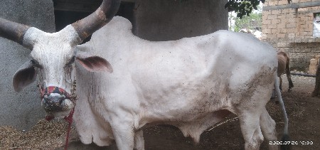 બળદ