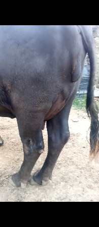 bhes vechvani che