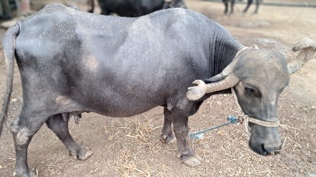 ભેંસ વેચવાની છે