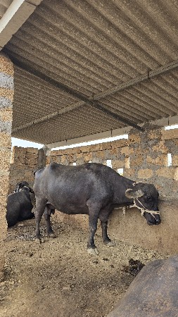 ભેસ