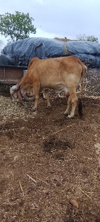 ગાય વેચવાની છે ત્રીજું વેતર