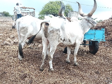 બળદ વેચવાના છે