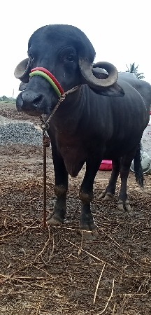 2 ખડેલી વેચવાની છે