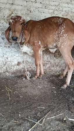 ગીર કાબરી વેચવાની છે